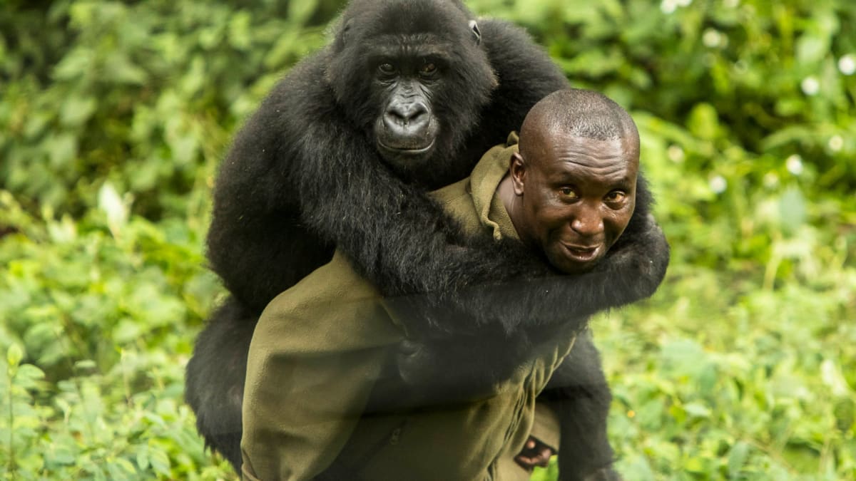 Strážci parku hlídají jedno z posledních míst, kde žijí gorily horské. Zdroj: Virunga National Park