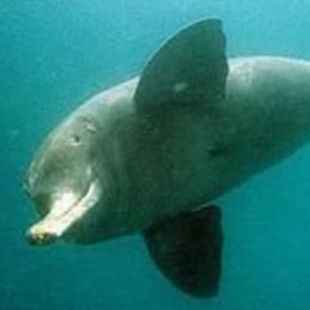 Delfínovec ganžský patří mezi kriticky ohrožené druhy. Zdroj: Atlas zvířat