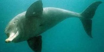Indie vyšetřuje brutální útok na ohrožený druh delfína. Vykrvácel před kamerou