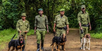 Ozbrojenci zabili šest ochránců nejstaršího afrického národního parku