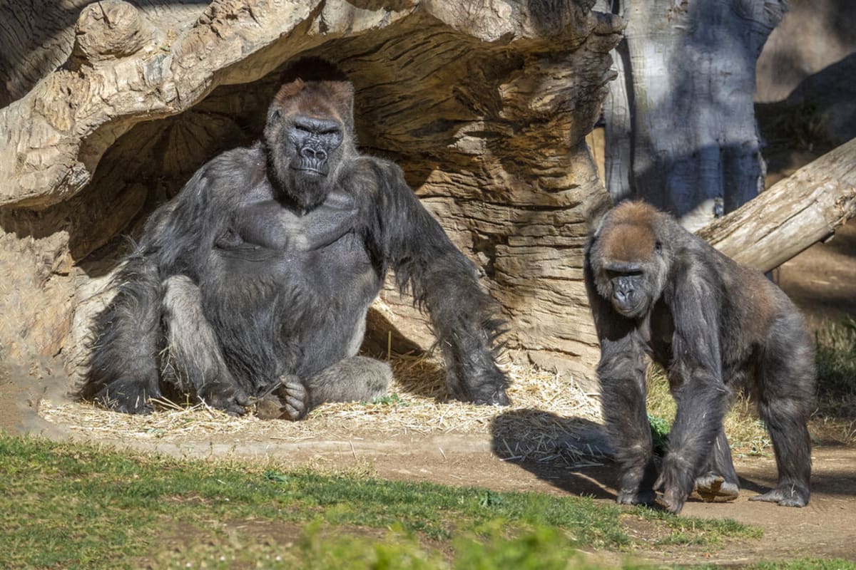 Tlupa goril v zoo v kalifornském San Diegu
