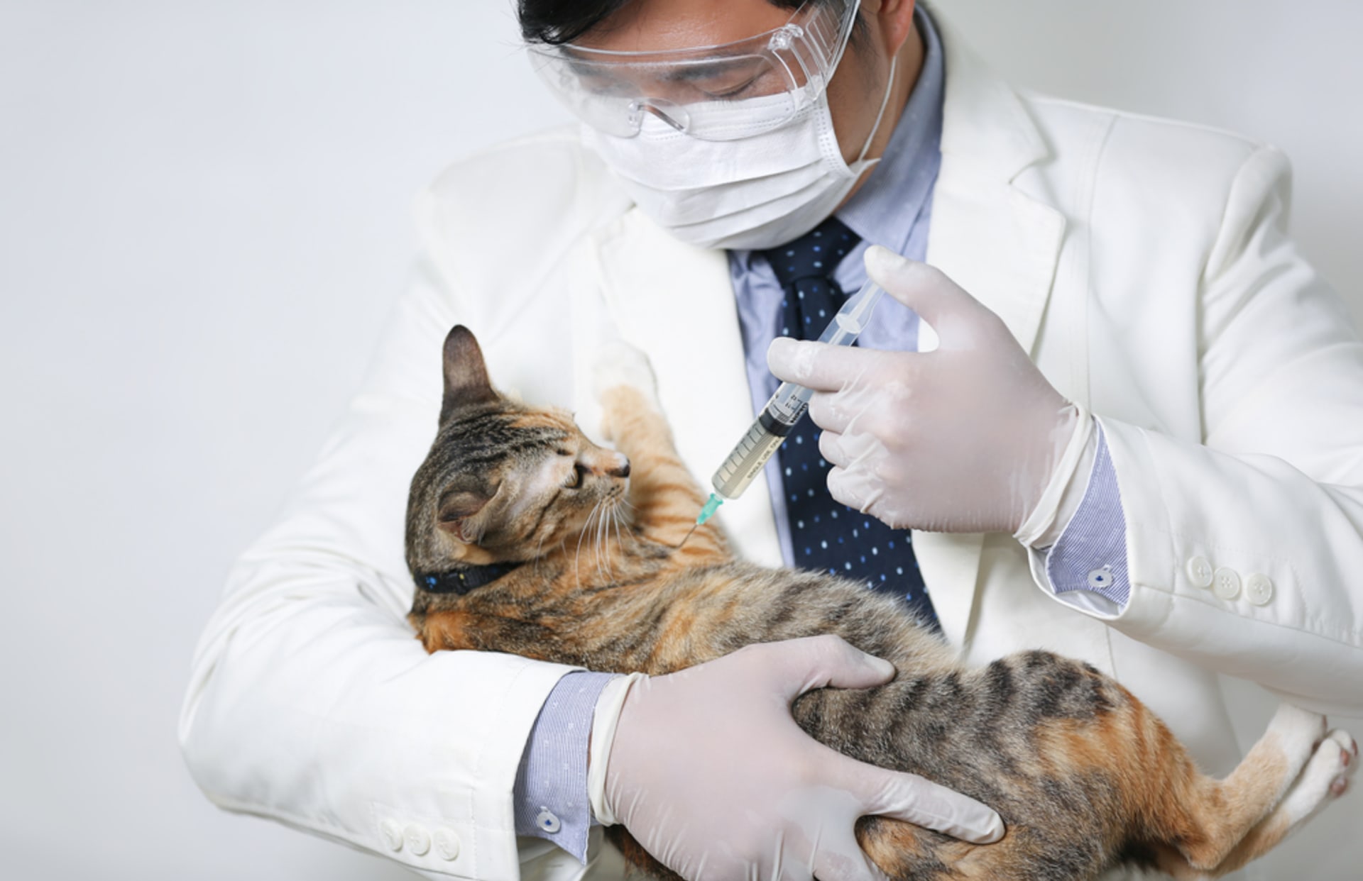 Finští vědci vyvíjejí vakcínu především pro chovná zvířata, ta ruská má být i pro domácí včetně koček nebo králíků (ilustrační foto).