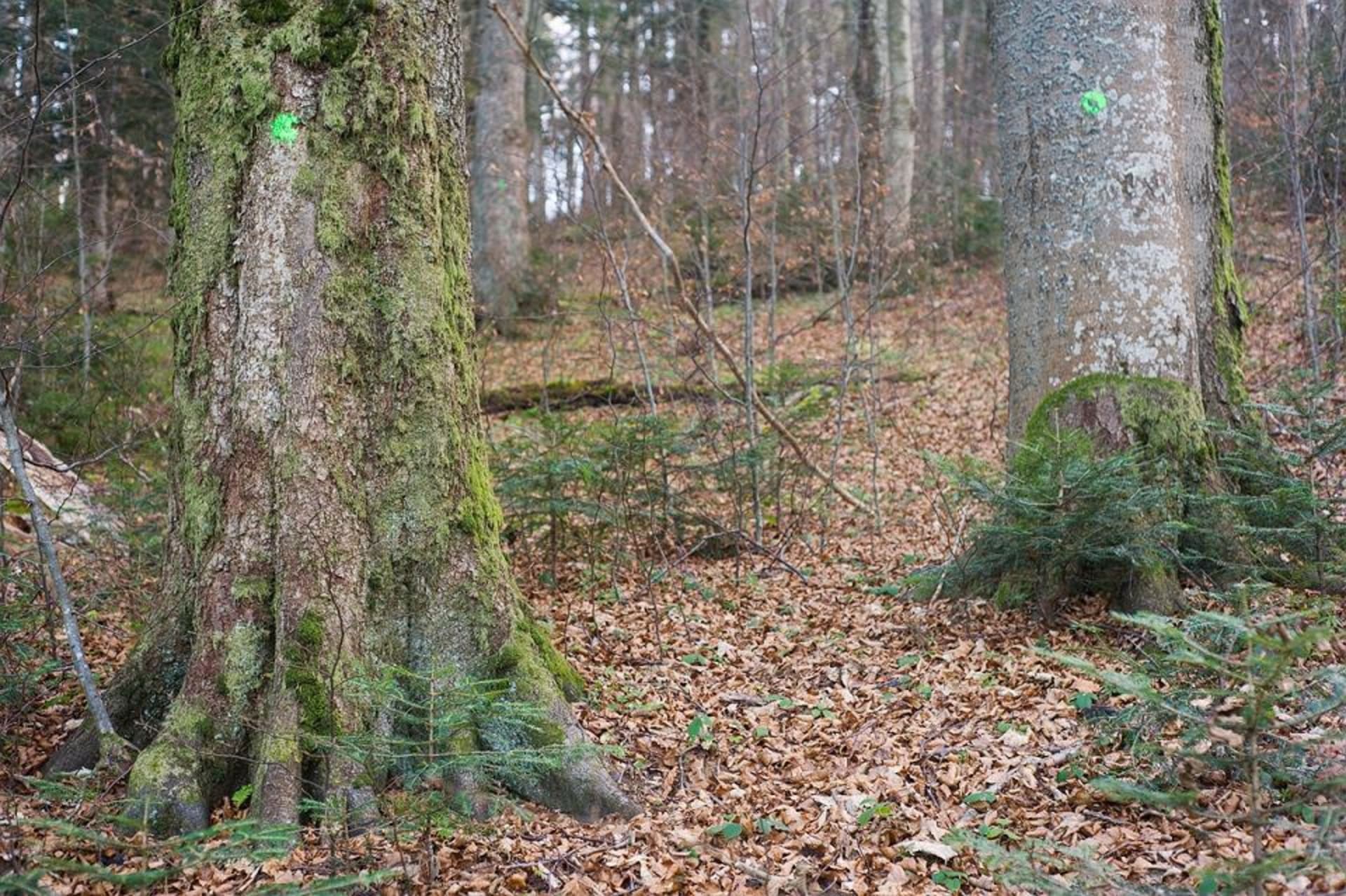 Stromy označené k vykácení v nedotčeném lese. Zdroj: Nadace pro přírodní dědictví
