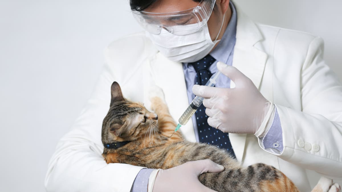 Finští vědci vyvíjejí vakcínu především pro chovná zvířata, ta ruská má být i pro domácí včetně koček nebo králíků (ilustrační foto).