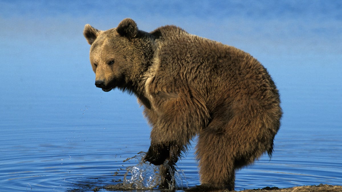 Medvěd grizzly k Yukonu patří stejně jako dávní zlatokopové.