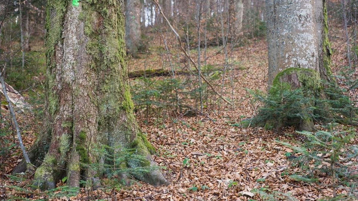 Stromy označené k vykácení v nedotčeném lese. Zdroj: Nadace pro přírodní dědictví