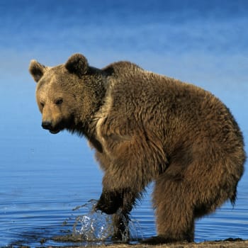 Medvěd grizzly k Yukonu patří stejně jako dávní zlatokopové.