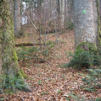 Označené stromy k vykácení v nedotčeném lese. Zdroj: Nadace pro přírodní dědictví