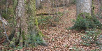 Polsko bude těžit v panenských lesích, proti jsou ochránci i lesníci