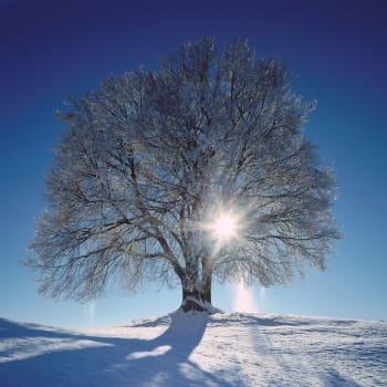 Sníh a strom