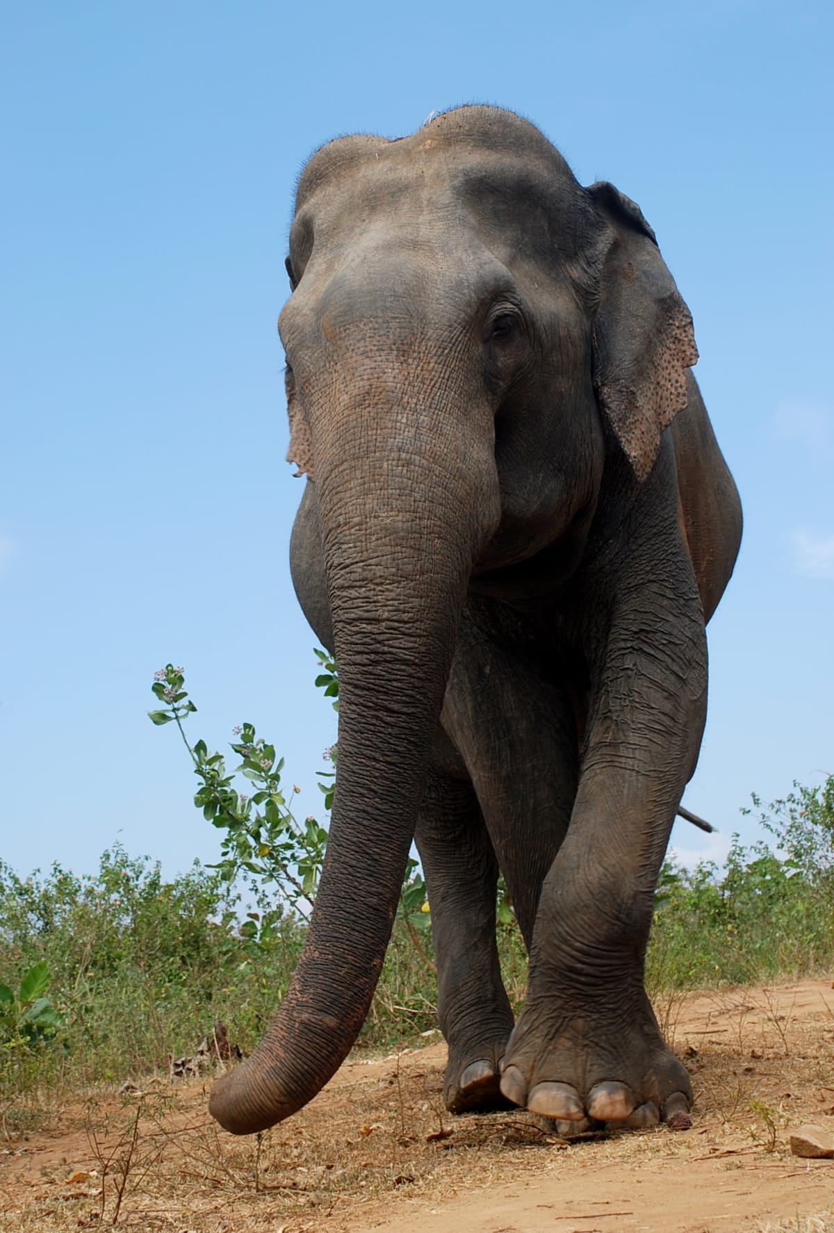 Slon indický může dorůst až do čtyř metrů a vážit přes čtyři tuny.