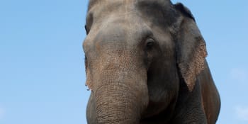 Zemřela druhá nejstarší samice indického slona v Česku. Zoo ji musela uspat