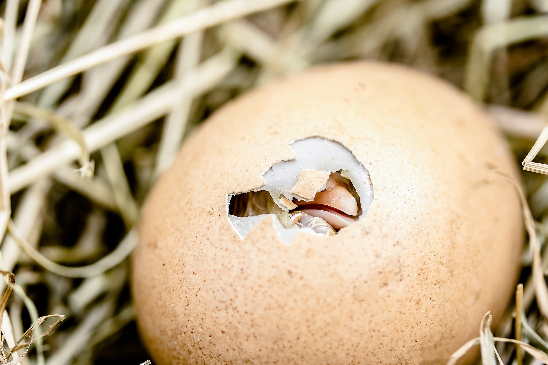 Díky novým technologiím je možné rozpoznat pohlaví kuřete ještš ve vejci.