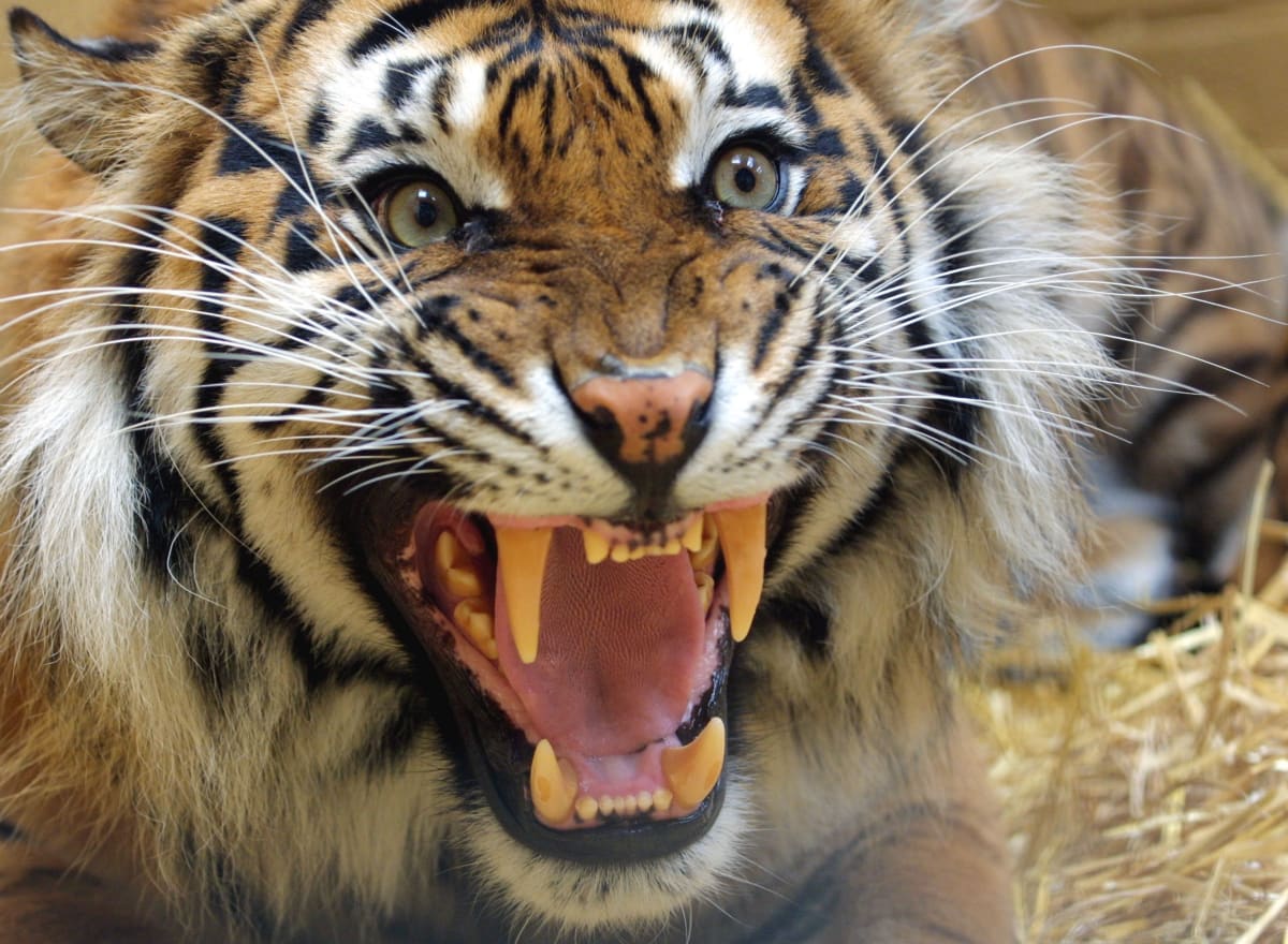Tygr byl zastřelen poté, co se zakousl do ruky uklízeče v zoologické zahradě v Naples na Floridě. (Ilustrační foto)