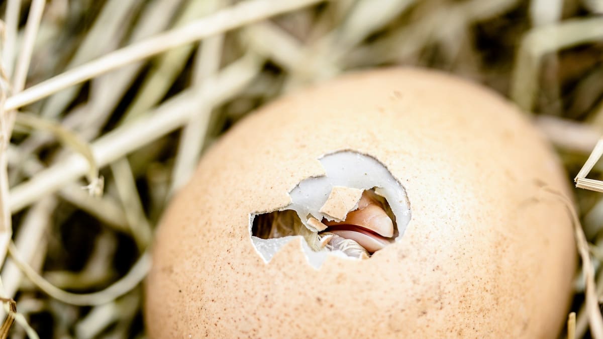 Díky novým technologiím je možné rozpoznat pohlaví kuřete ještš ve vejci.