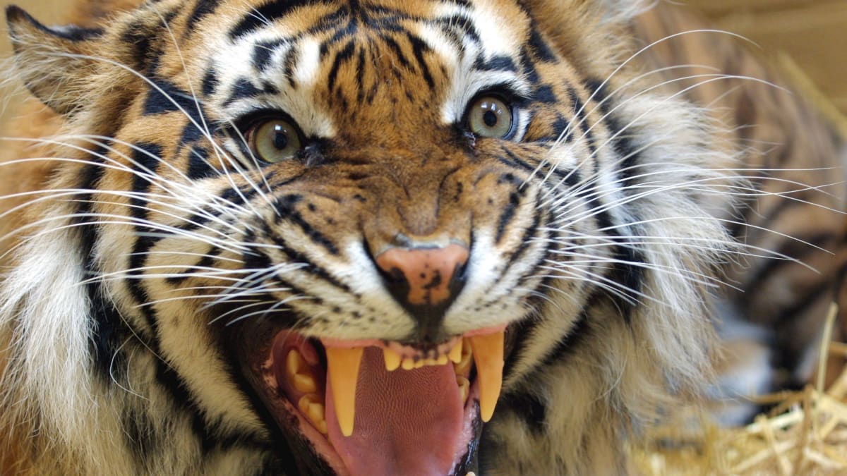 Tygr byl zastřelen poté, co se zakousl do ruky uklízeče v zoologické zahradě v Naples na Floridě. (Ilustrační foto)