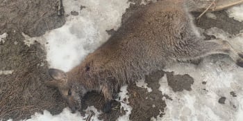 Neznámý pachatel zastřelil v Sušici samici klokana. Hrozí mu za to rok vězení