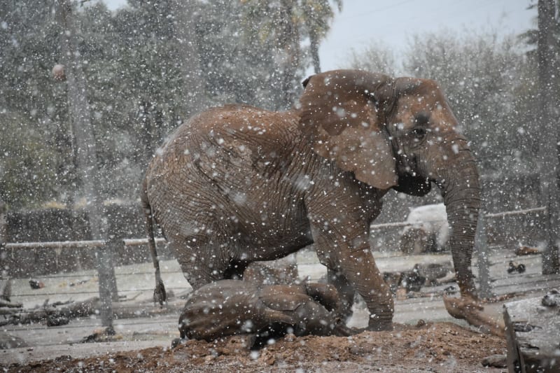 I přes chladné počasí se sloni rozhodli zůstat venku.
