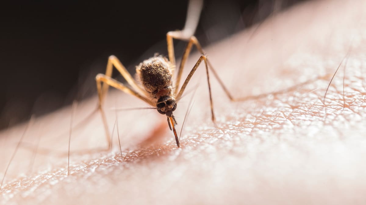 Komáři představují pro nás i naše mazlíčky velké nebezpečí