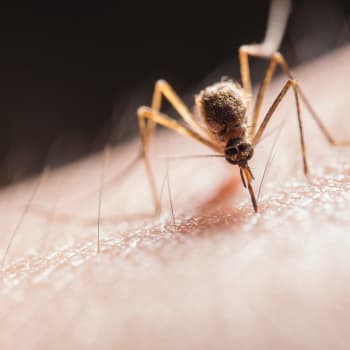 Komáři představují pro nás i naše mazlíčky velké nebezpečí