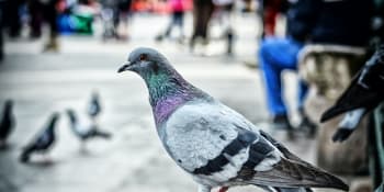 Jak si poradit s přemnoženými holuby? Odstřel, antikoncepce nebo chléb s vínem