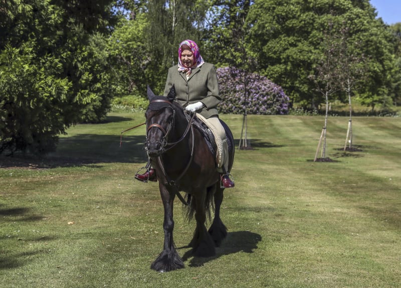 Královna Alžběta II. při vyjížďce ve Windsorském parku na čtrnáctiletém koni Fell Pony