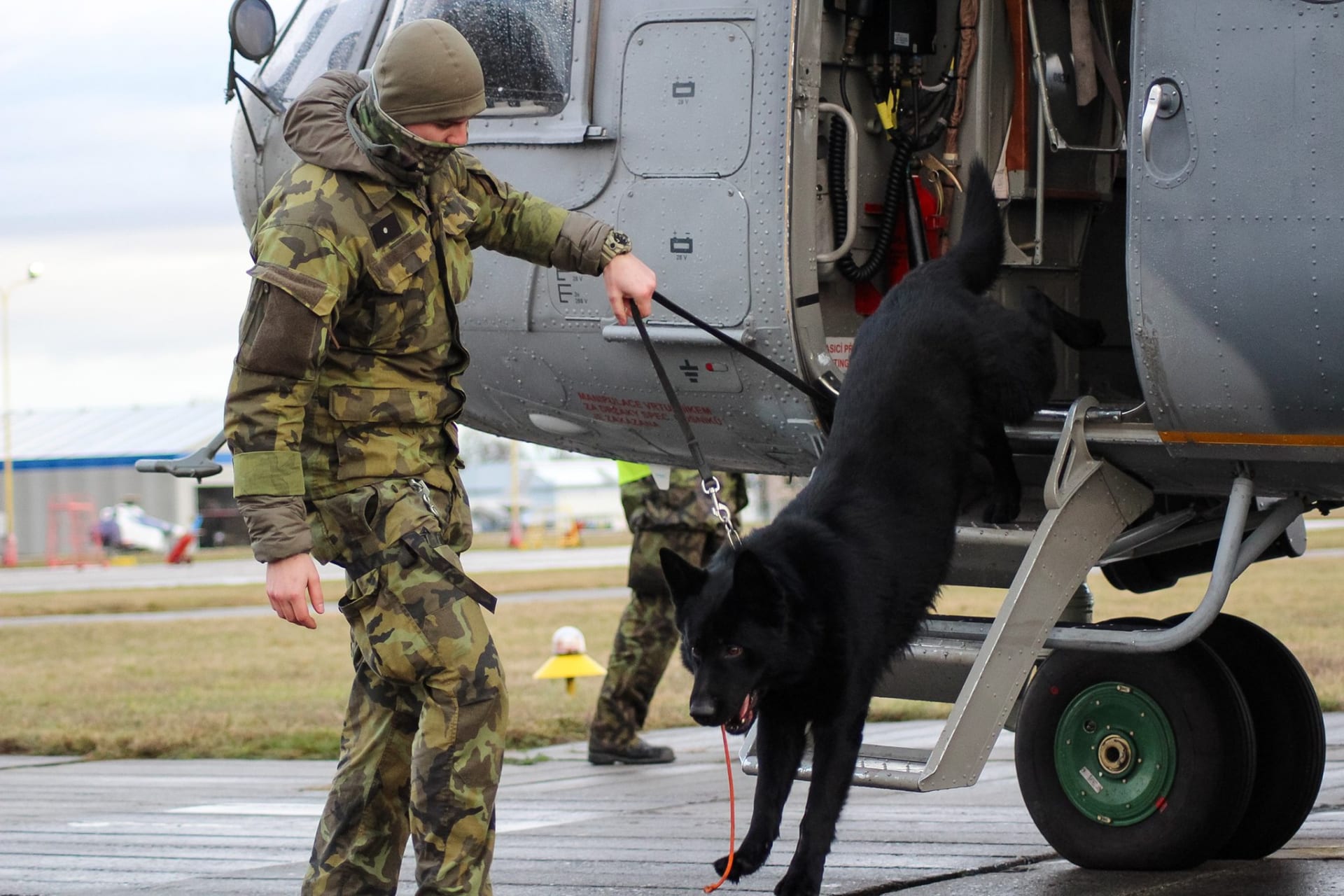 Výběr vhodného psa pro službu u vojenských jednotek je srovnatelný s rekrutačními požadavky na potenciálního vojáka, popisuje Armáda ČR. 
