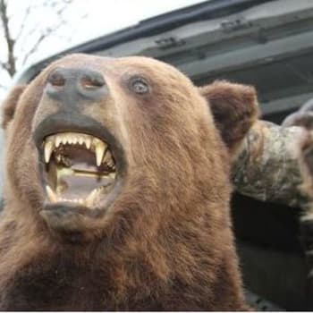 U třicetiletého řidiče objevili policisté ze Zlínska preparovaná vzácná zvířata, mezi nimi třeba i medvěda.