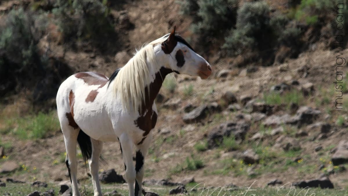 Shaman zachycen fotografkou divokých koní Mustang Meg (www.mustangwild.com)
