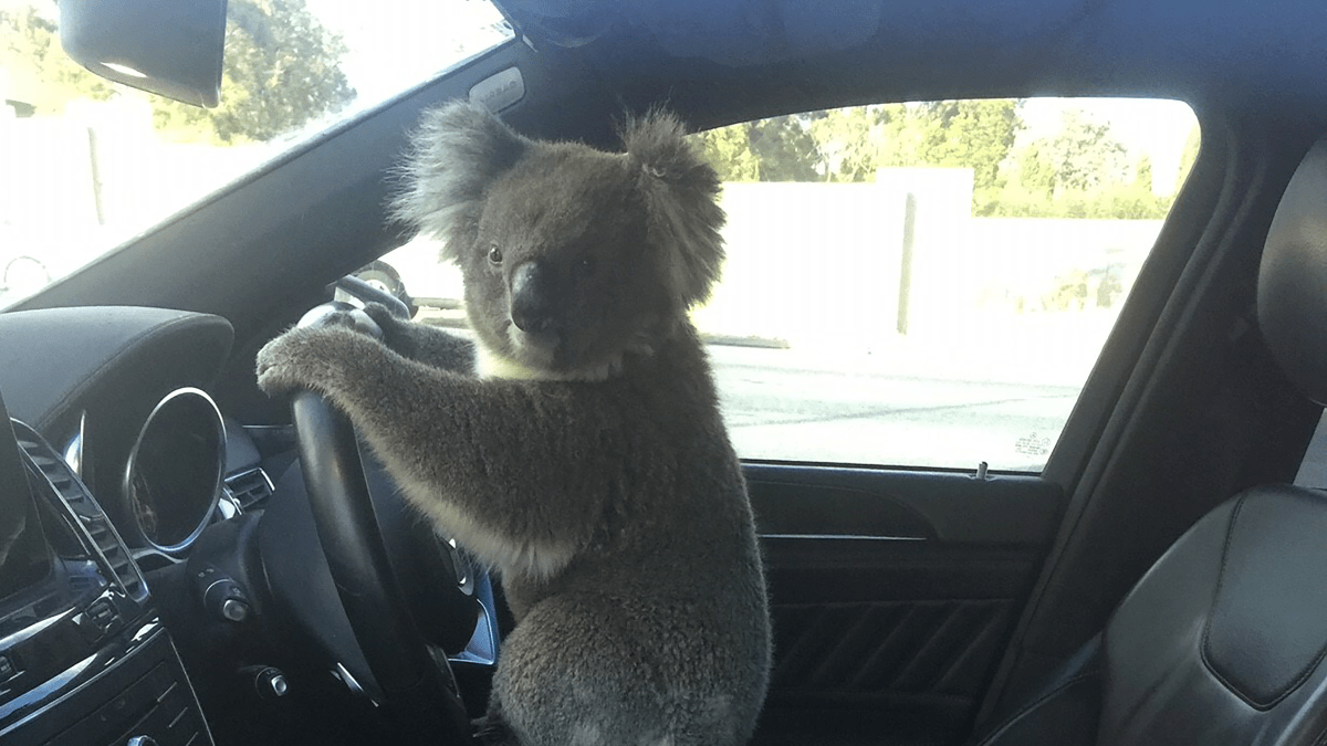 Koala za volantem
