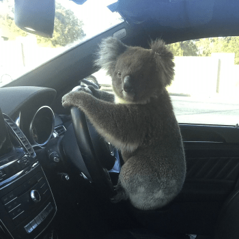 Koala za volantem