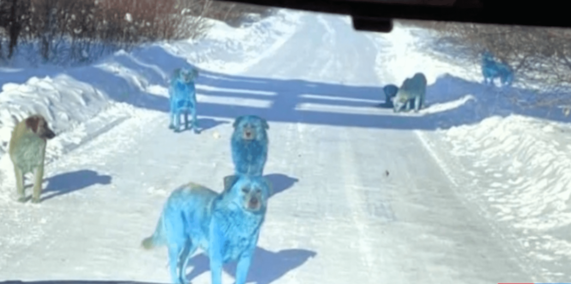Na západě Ruska byla vyfocena smečka psů s modrou srstí. Nyní se zjišťuje, zda se jedná o vtip nebo ekologický problém. (Zdroj: CNN Prima NEWS)