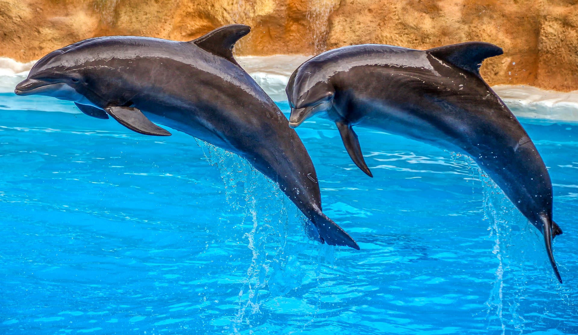 Konec využívání delfínů a dalších mořských savců je velkou výhrou pro ochránce zvířat.