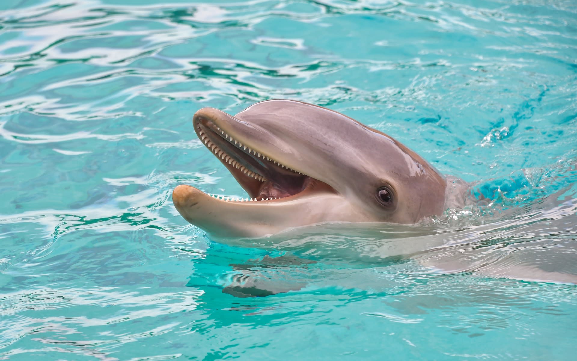 Delfíni z uzavřených parků se však na svobodu nepodívají. Budou přesunuti do zemí, kde jeprovoz delfinárií zatím povolen.