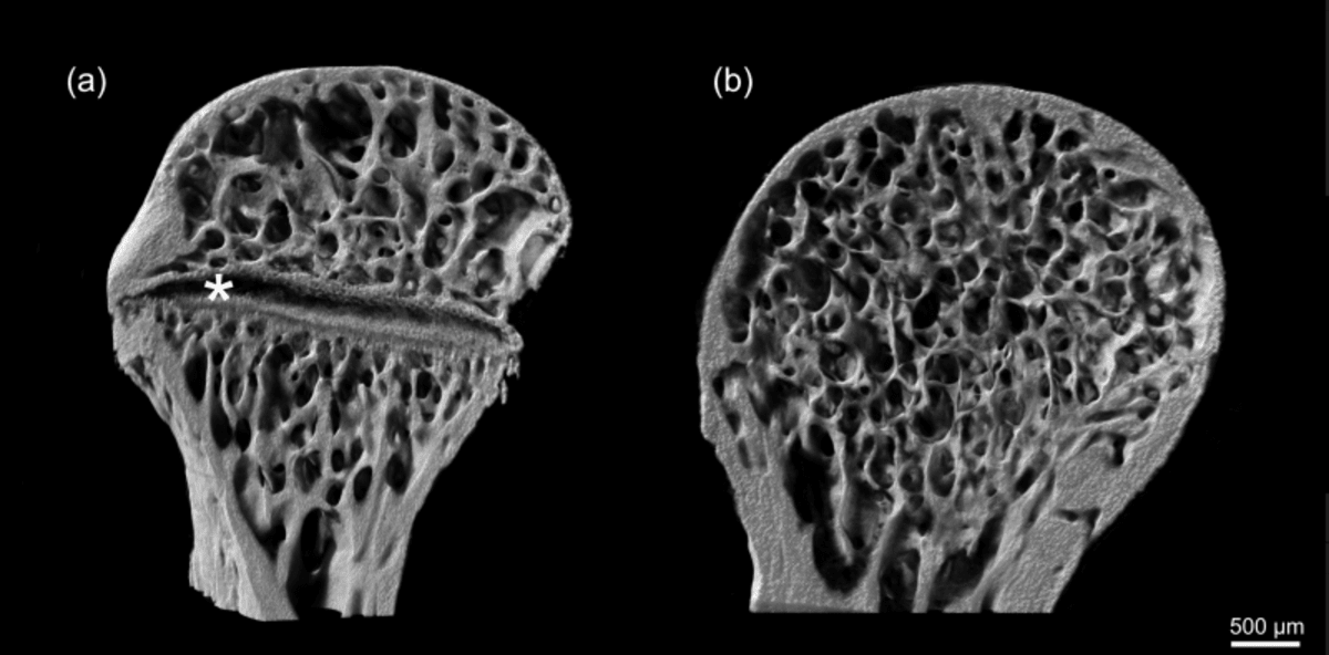 rentgenové mikrotomografie/ Zdroj: Petra Frýdlová,  Přírodovědecká fakulta UK