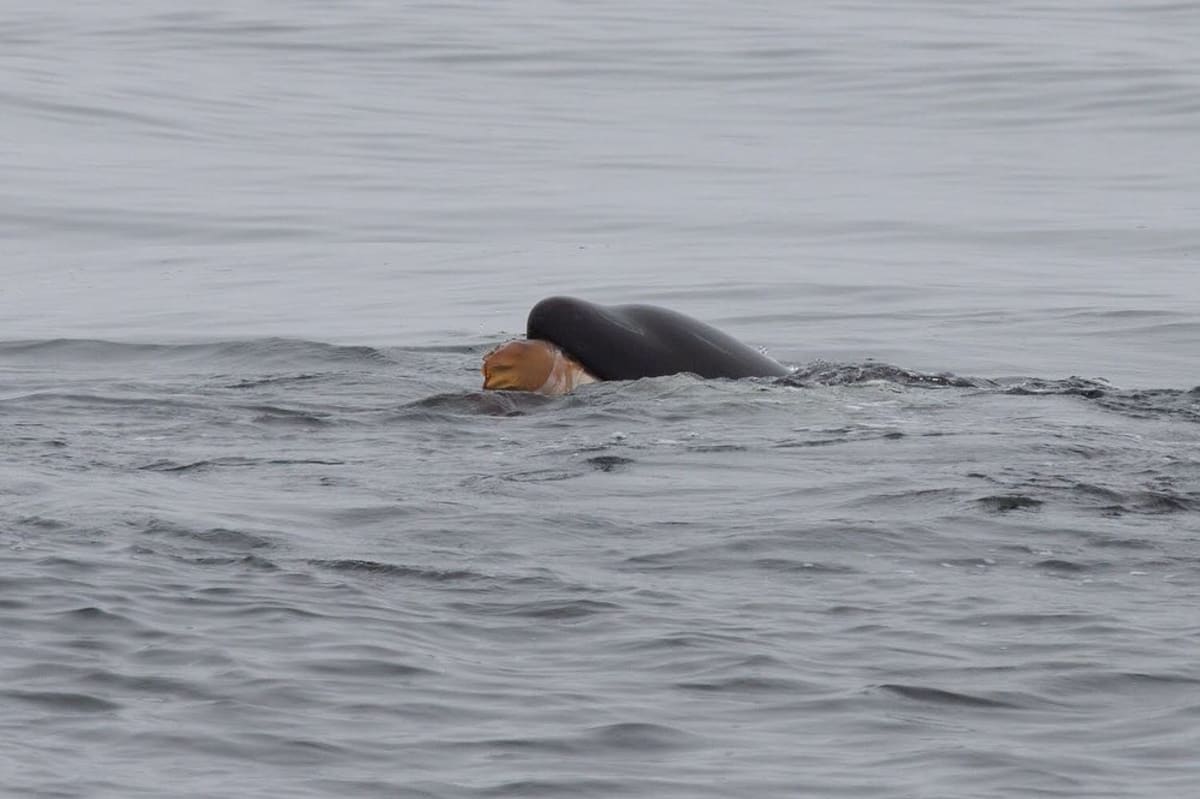 Kosatka hrající si s medúzou průvodce ohromila. Zdroj: Monterey Bay Whale Watch