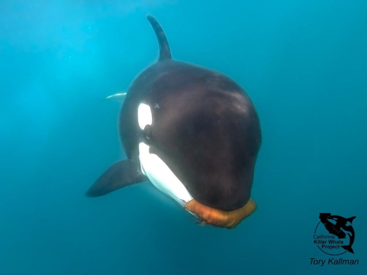 Naposledy se podobné fotografie objevily v roce 2009. Zdroj: Monterey Bay Whale Watch