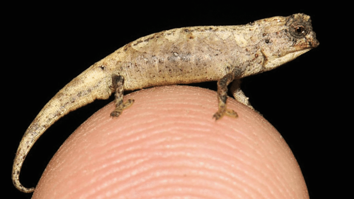 Nově objevený druh chameleona je dosud nejmenší na světě. Zdroj: Glaw et al. (2021)