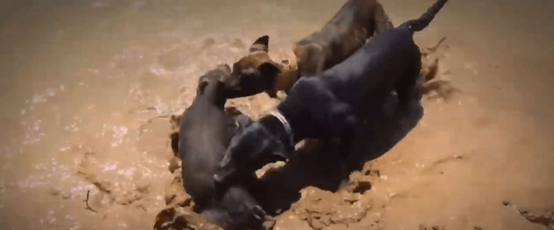 Záběry na psi zápasící mezi sebou i s jinými zvířaty tvoří velkou část odhalených videí. (Zdroj: Screenshot YT)
