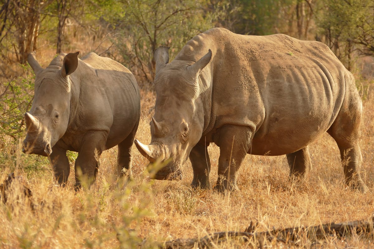 Počty nosorožců v Keni pomalu rostou.