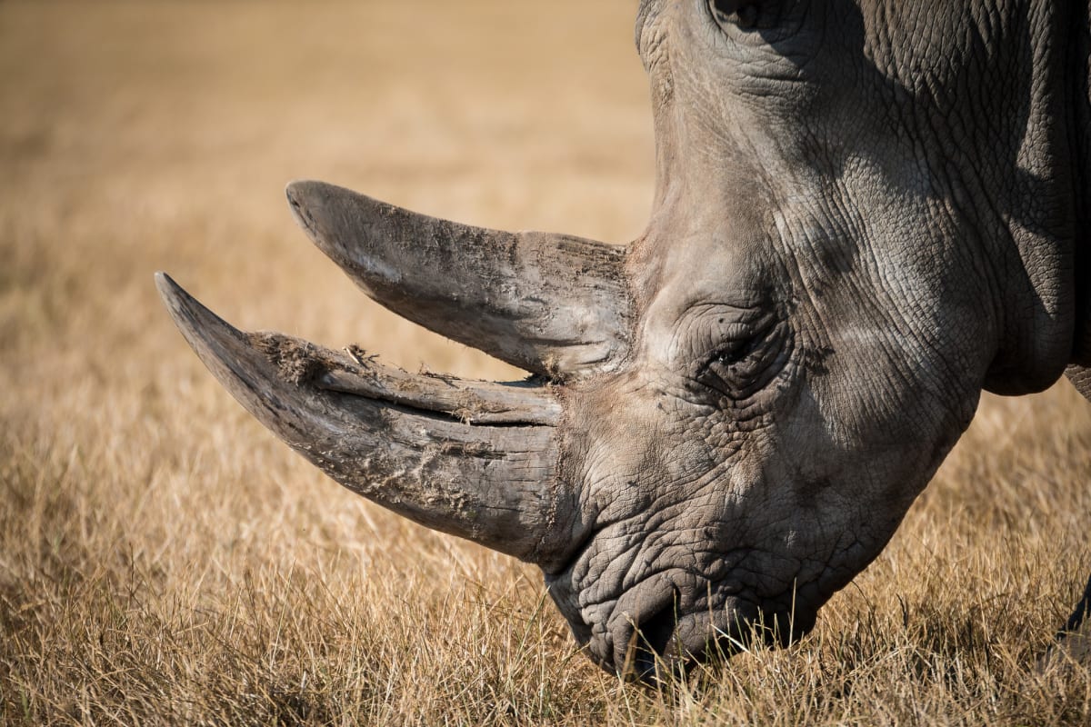 Kilo nosorožčích rohů může na černém trhu vyjít i na milion a půl korun.
