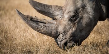 Ochránci zvířat v Keni slaví: Po 20 letech nezabili pytláci ani jednoho nosorožce