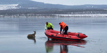Pod srncem se prolomil led na jezeře Milada. Byl vyčerpaný, pomohli strážníci 