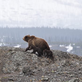 V Rusku zahnal medvěda kocour. (Ilustrační foto)
