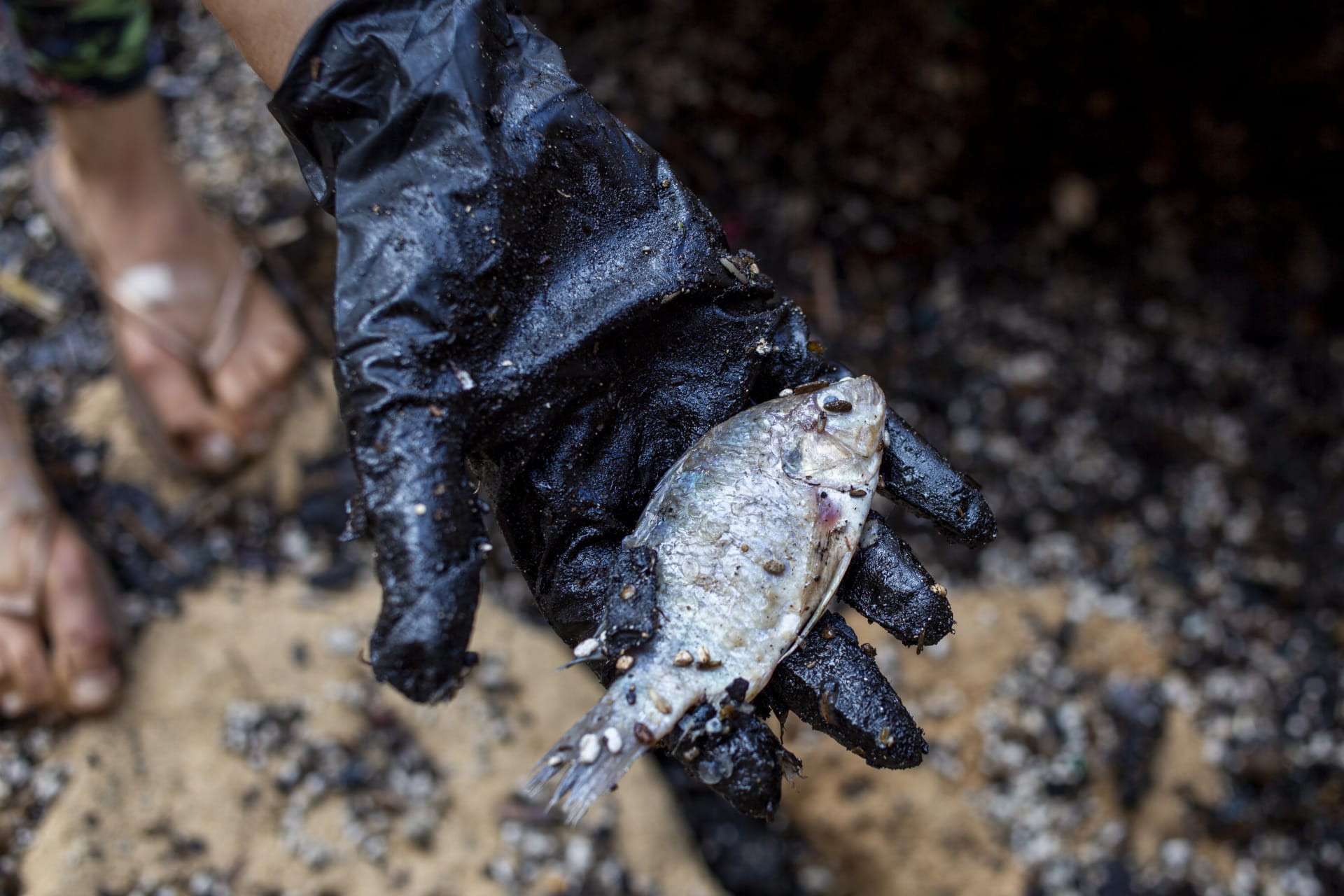 Na tamních plážích našli řadu mrtvých zvířat, od želv, ryb až po sedmnáctimetrového plejtváka. 