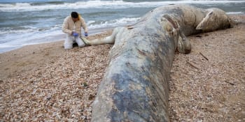 Ekologická katastrofa. Únik ropy zasáhl pobřeží Izraele, moře vyplavuje mrtvá zvířata