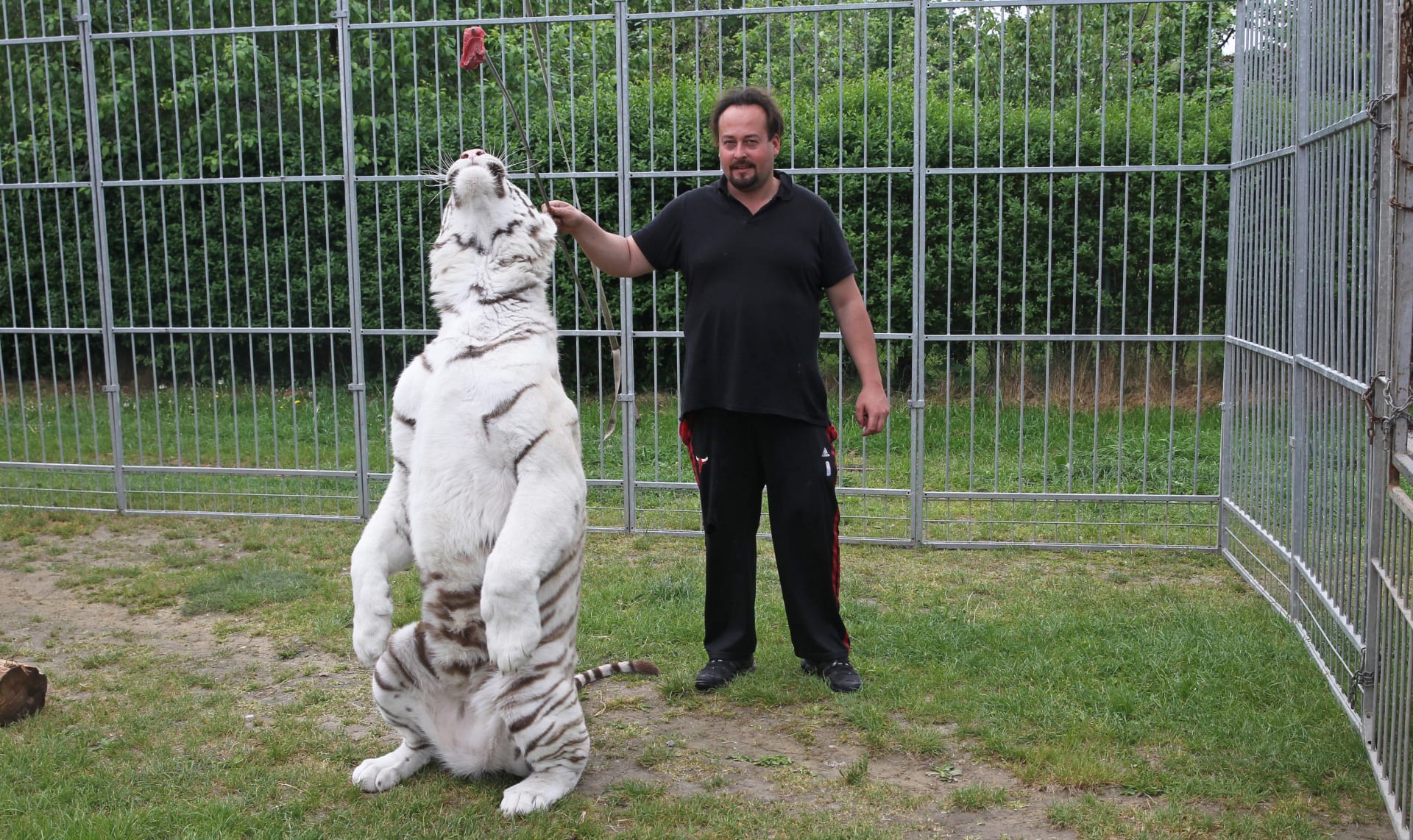 Cirkus Alex několik let pravidelně pořádal také jarní a letní turné po baltských státech a Polsku.