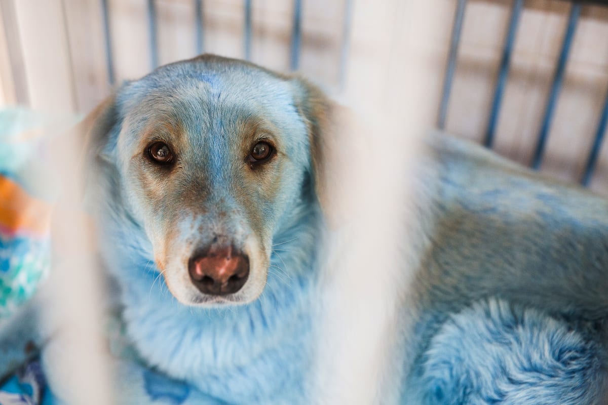 Modře zbarvení psi jsou nyní v péči veterinářů.