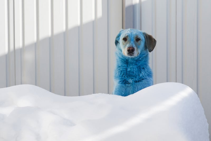 V dalším ruském městě lidé před pár týdny narazili zase na modré psy.