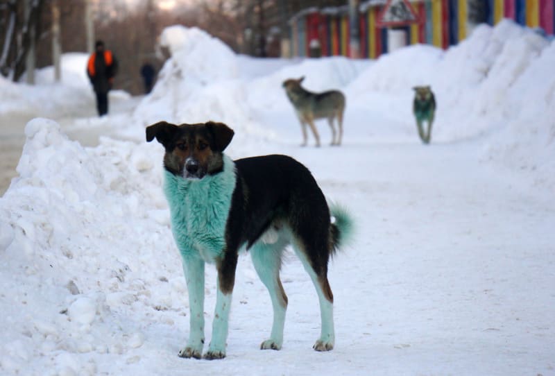 Ruskem se procházela smečka zelených psů.